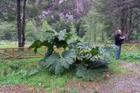 112_Nationalpark Rio Simpson Puerto Chacabuco