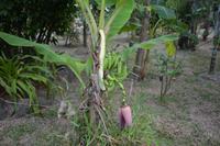 Bananenpflanze im Garten vom Hotel