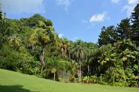 viel grün im botanischen Garten von Victoria
