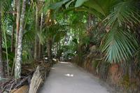 Vallee de Mai auf Praslin (2)