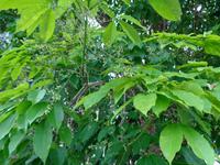 Rundreise Singapur & Malaysia, Kuala Kangsar, Kautschukbaum