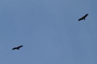 Condor