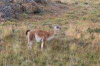 Wanderung zum Aussichtspunkt de las Torres in Torres del Paine Nationalpark in Chile