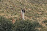 Wanderung zum Aussichtspunkt de las Torres in Torres del Paine Nationalpark in Chile