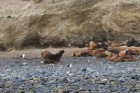 Insel Magdalena, das Zuhause von zigtausenden Pinguinen