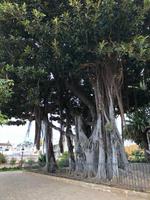 ...auch Würgefeigen wurden von der Reisegruppe in Icon de los Vinos bewundert...