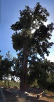 Padre Pino - eine der ältesten Kanarischen Kiefern 