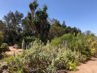 Besucherzentrum P.N. La Gomera Juego de Bolas und exotische Pflanzen 