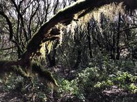 Mystische Lorbeerwälder auf La Gomera