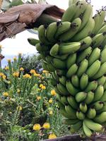 Kanarische Bananen ganz aus der Nähe