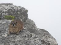 Tafelberg in Kapstadt