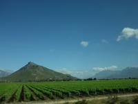 Weinanbau in Stellenbosch