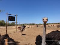 Straußenfarm in Oudtshoorn