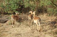 Pirschfahrt im Pilanesberg-Nationalpark, Südafrika