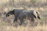 Pirschfahrt im Pilanesberg-Nationalpark, Südafrika