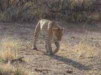 Pirschfahrt im Pilanesberg-Nationalpark, Südafrika