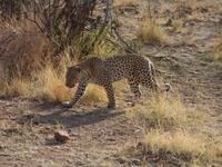 Pirschfahrt im Pilanesberg-Nationalpark, Südafrika