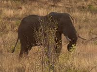 Pirschfahrt im Pilanesberg-Nationalpark, Südafrika