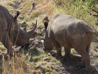 Pirschfahrt im Pilanesberg-Nationalpark, Südafrika