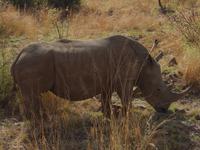 Pirschfahrt im Pilanesberg-Nationalpark, Südafrika