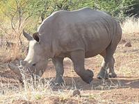 Pirschfahrt im Pilanesberg-Nationalpark, Südafrika