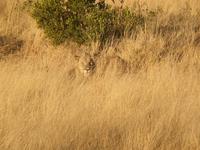 Pirschfahrt im Pilanesberg-Nationalpark, Südafrika
