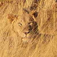 Pirschfahrt im Pilanesberg-Nationalpark, Südafrika