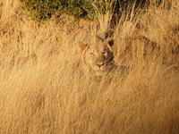Pirschfahrt im Pilanesberg-Nationalpark, Südafrika