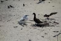 Katamaran-Tour durch das Great Barrier Reef