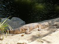 Kuranda bei Cairns