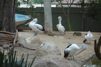 Besuch im Featherdale Wildlife Park