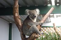 Besuch im Featherdale Wildlife Park