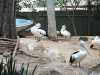 Besuch im Featherdale Wildlife Park
