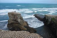 Eine der größten Tölpelkolonien auf dem Festland in Neuseeland