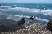 Eine der größten Tölpelkolonien auf dem Festland in Neuseeland