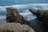 Eine der größten Tölpelkolonien auf dem Festland in Neuseeland