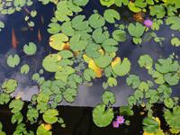 Hotel Le Méridien Tahiti