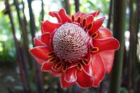 Tahiti Inselrundfahrt