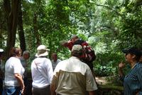 Regenwald Tijuca in Rio de Janeiro