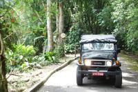 Regenwald Tijuca in Rio de Janeiro