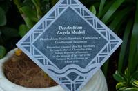 Singapor - Orchideengarten 3