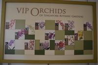 Singapor - Orchideengarten
