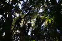 in den Wipfeln der gigantischen Bäume