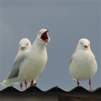 die Räuber auf der Lauer...