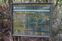 Puketi Kauri Forest – Boardwalk „Manginangina“