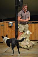 Demonstration der Schafschur