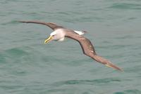 Buller-Albatros 2