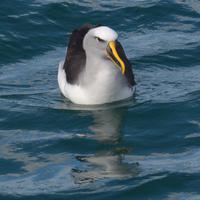 Buller-Albatros