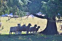 Schafherde