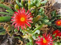 La Gomera -  Nationalpark Garajonay